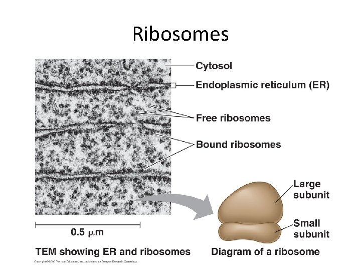 Ribosomes 