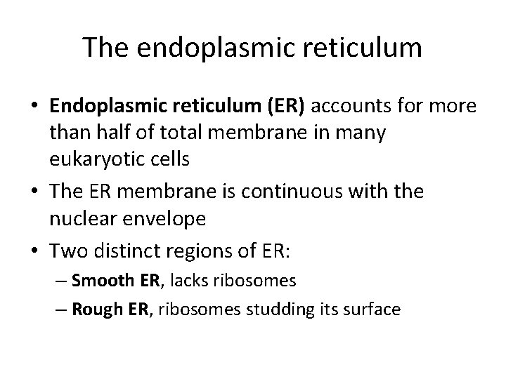 The endoplasmic reticulum • Endoplasmic reticulum (ER) accounts for more than half of total