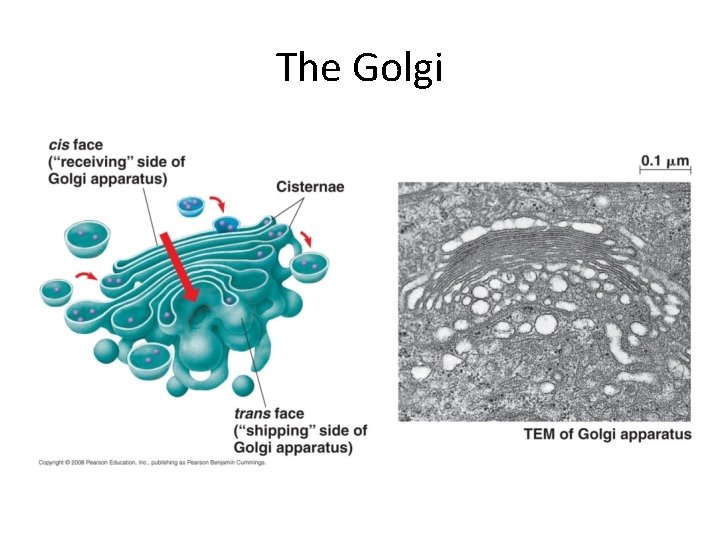 The Golgi 