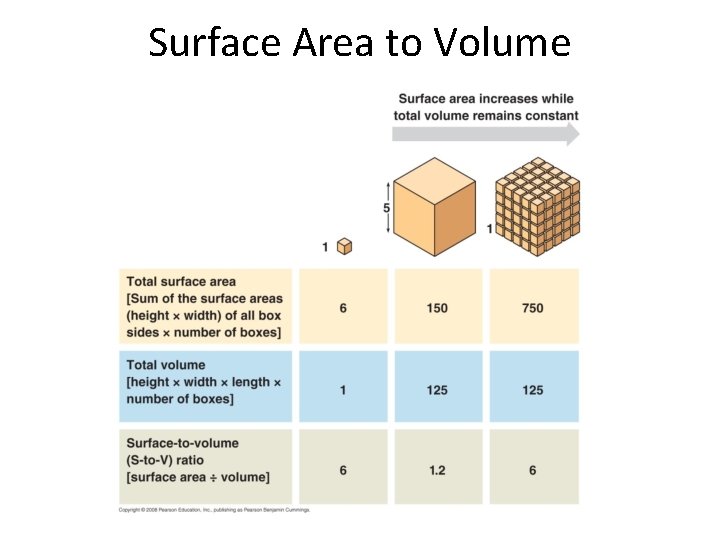 Surface Area to Volume 