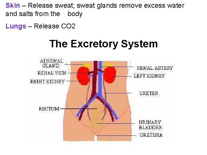 Skin – Release sweat; sweat glands remove excess water and salts from the body