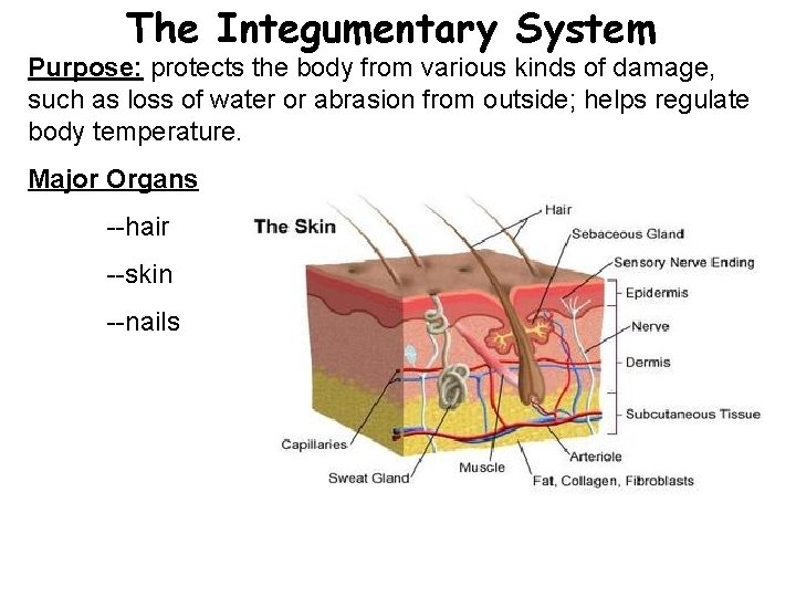 The Integumentary System Purpose: protects the body from various kinds of damage, such as