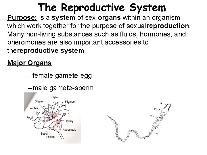 The Reproductive System Purpose: is a system of sex organs within an organism which
