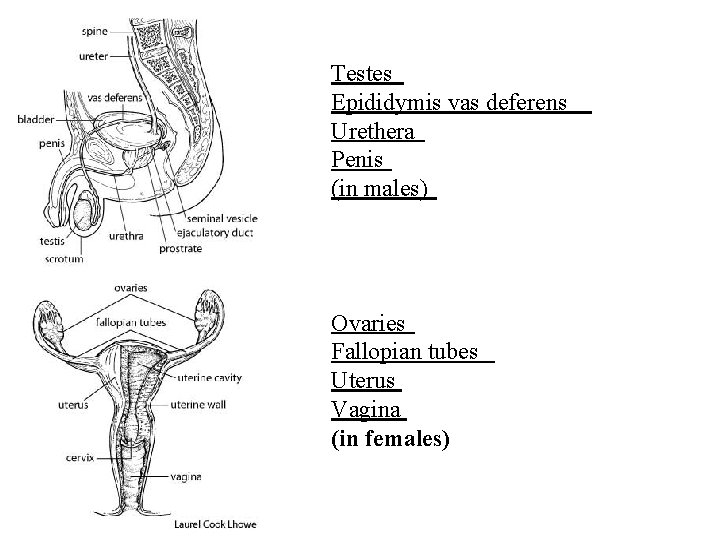 Testes Epididymis vas deferens Urethera Penis (in males) Ovaries Fallopian tubes Uterus Vagina (in