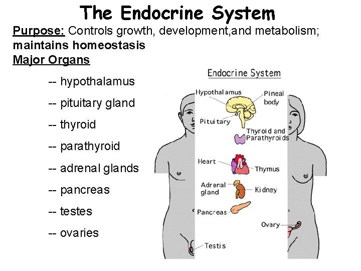 The Endocrine System Purpose: Controls growth, development, and metabolism; maintains homeostasis Major Organs --