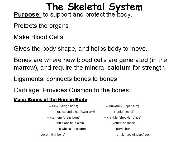 The Skeletal System Purpose: to support and protect the body. Protects the organs Make