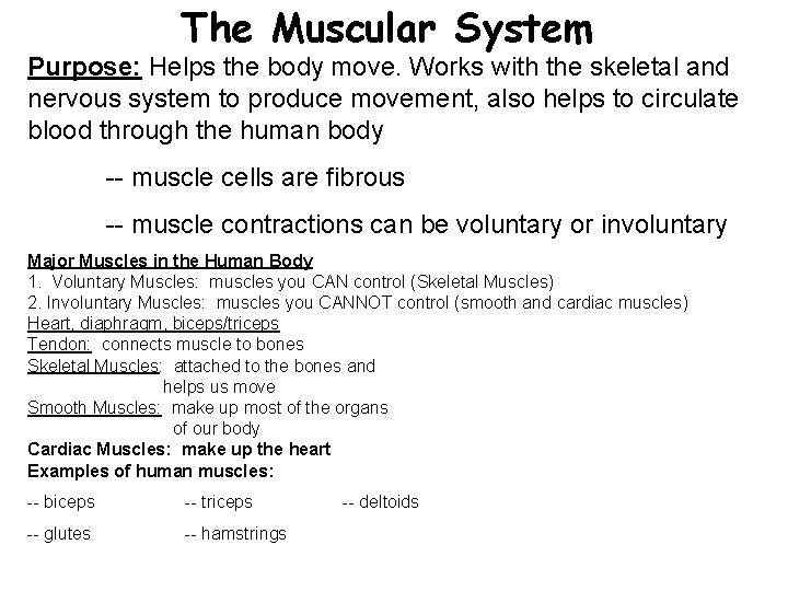 The Muscular System Purpose: Helps the body move. Works with the skeletal and nervous