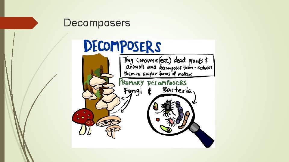 Decomposers 