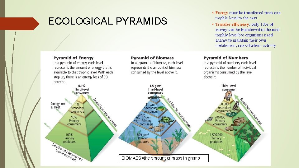 ECOLOGICAL PYRAMIDS BIOMASS=the amount of mass in grams 