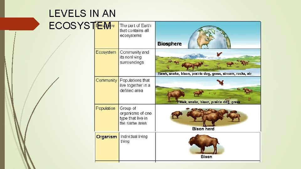 LEVELS IN AN ECOSYSTEM 