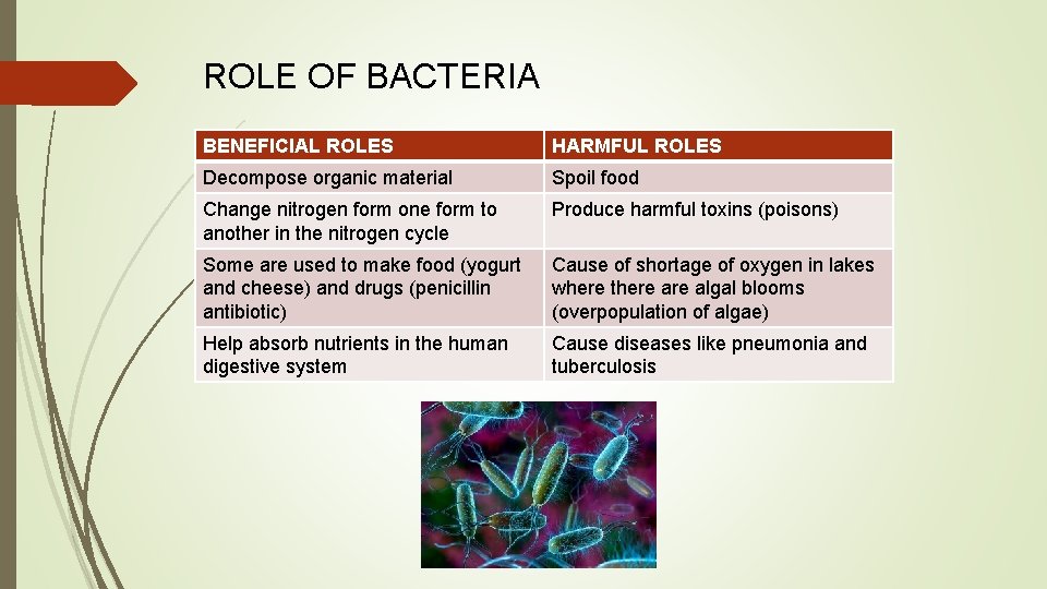 ROLE OF BACTERIA BENEFICIAL ROLES HARMFUL ROLES Decompose organic material Spoil food Change nitrogen