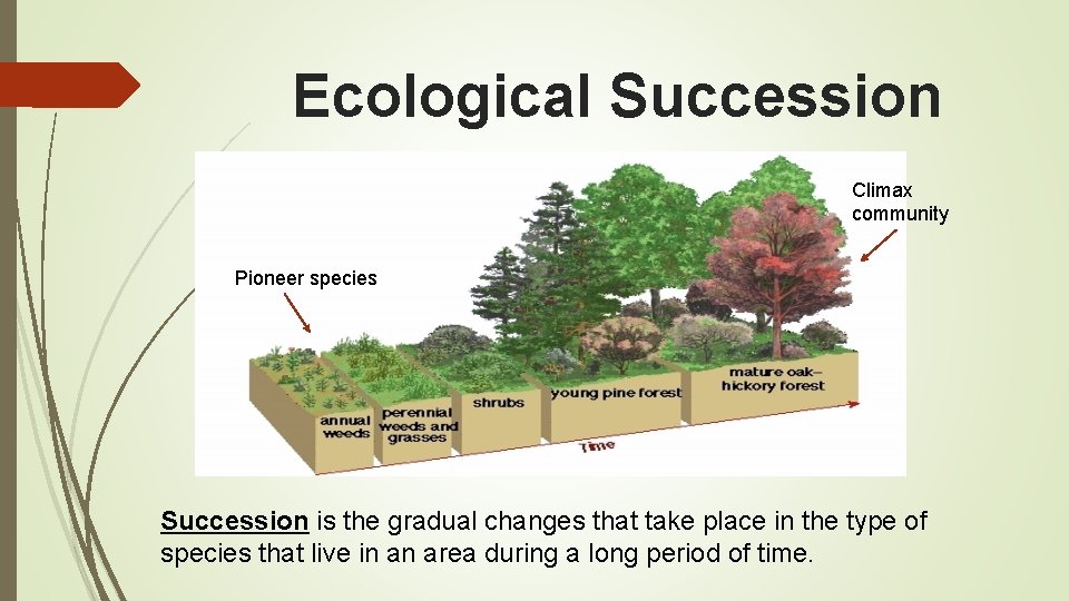 Ecological Succession Climax community Pioneer species Succession is the gradual changes that take place