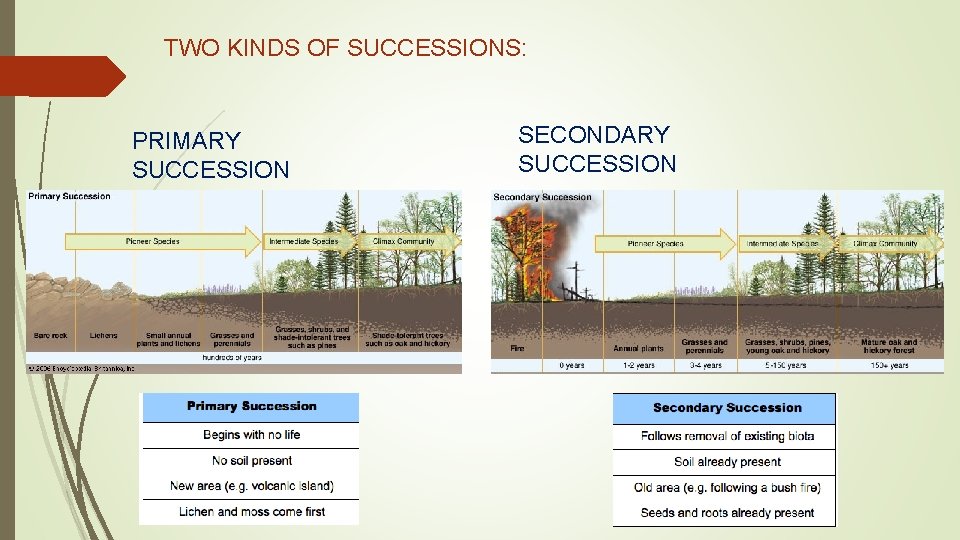 TWO KINDS OF SUCCESSIONS: PRIMARY SUCCESSION SECONDARY SUCCESSION 