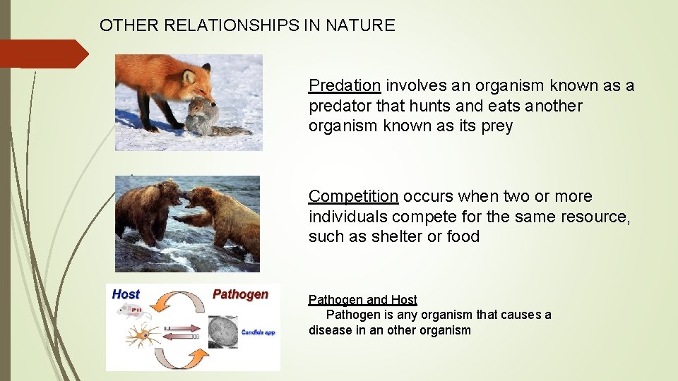 OTHER RELATIONSHIPS IN NATURE Predation involves an organism known as a predator that hunts