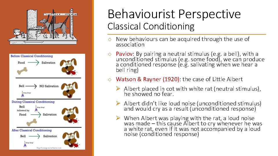 Behaviourist Perspective Classical Conditioning o New behaviours can be acquired through the use of