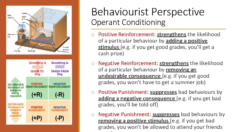 Behaviourist Perspective Operant Conditioning o Positive Reinforcement: strengthens the likelihood of a particular behaviour