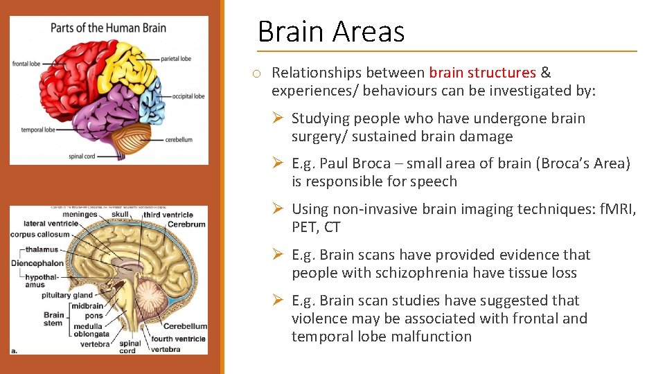 Brain Areas o Relationships between brain structures & experiences/ behaviours can be investigated by: