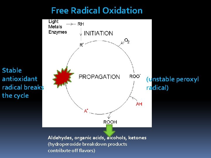 Free Radical Oxidation Stable antioxidant radical breaks the cycle (unstable peroxyl radical) Aldehydes, organic