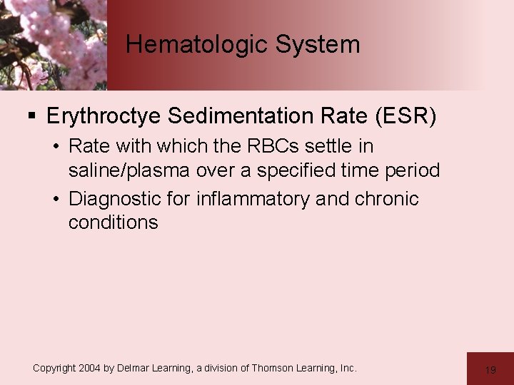 Hematologic System § Erythroctye Sedimentation Rate (ESR) • Rate with which the RBCs settle