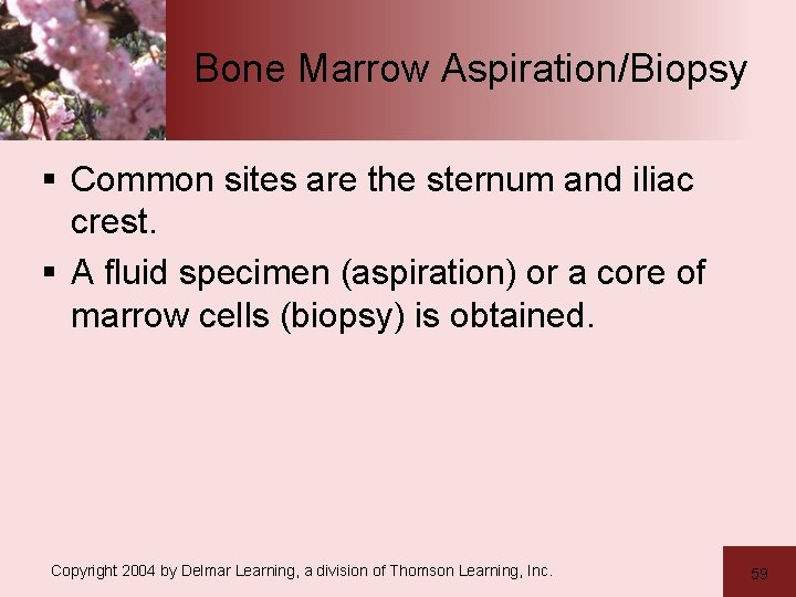 Bone Marrow Aspiration/Biopsy § Common sites are the sternum and iliac crest. § A
