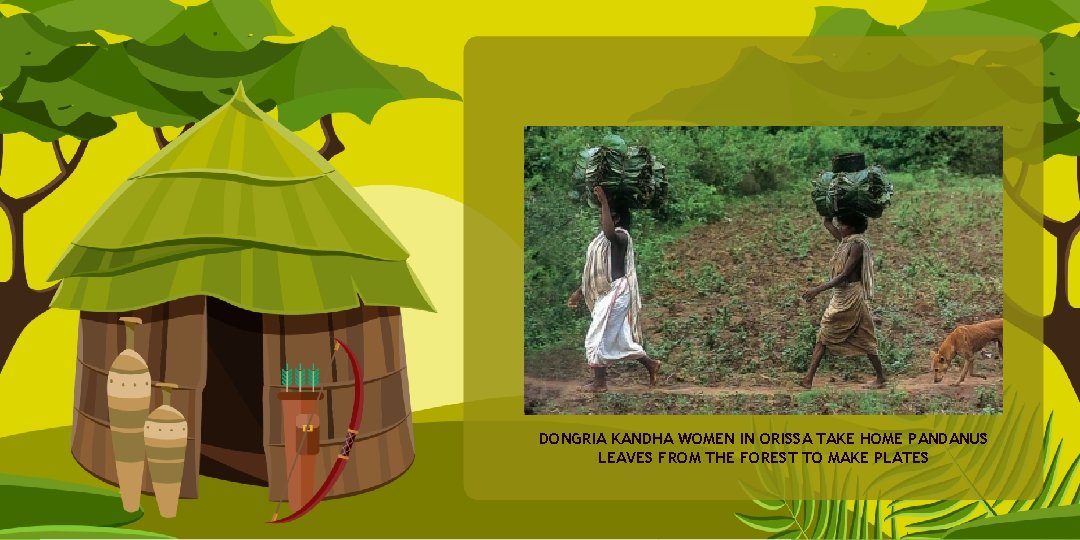 DONGRIA KANDHA WOMEN IN ORISSA TAKE HOME PANDANUS LEAVES FROM THE FOREST TO MAKE