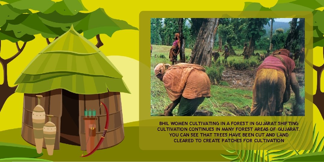 BHIL WOMEN CULTIVATING IN A FOREST IN GUJARAT SHIFTING CULTIVATION CONTINUES IN MANY FOREST