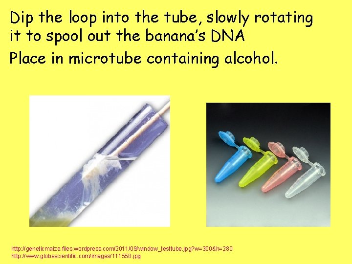 BANANA DNA EXTRACTION Many plants are polyploids Triploid