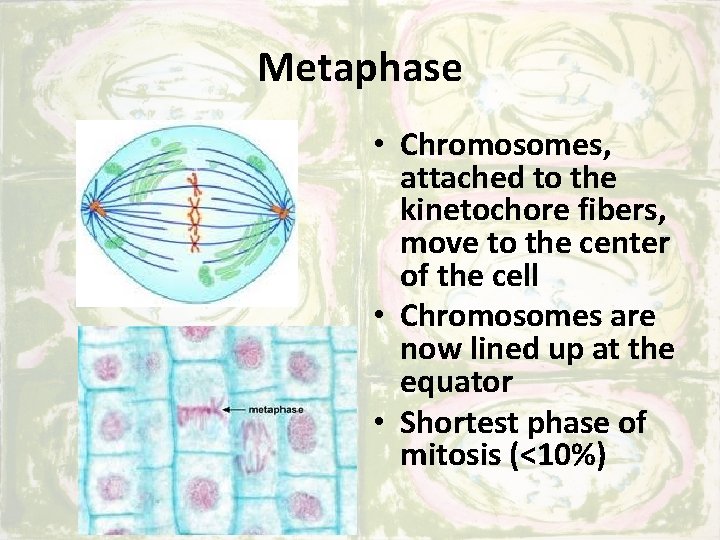 Metaphase • Chromosomes, attached to the kinetochore fibers, move to the center of the