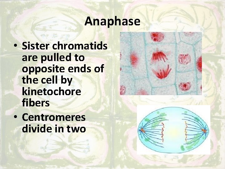 Anaphase • Sister chromatids are pulled to opposite ends of the cell by kinetochore