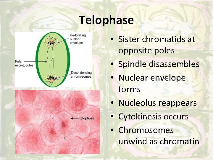 Telophase • Sister chromatids at opposite poles • Spindle disassembles • Nuclear envelope forms