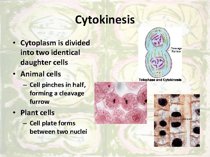 Cytokinesis • Cytoplasm is divided into two identical daughter cells • Animal cells –