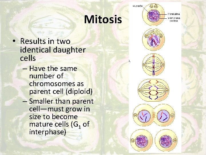 Mitosis • Results in two identical daughter cells – Have the same number of