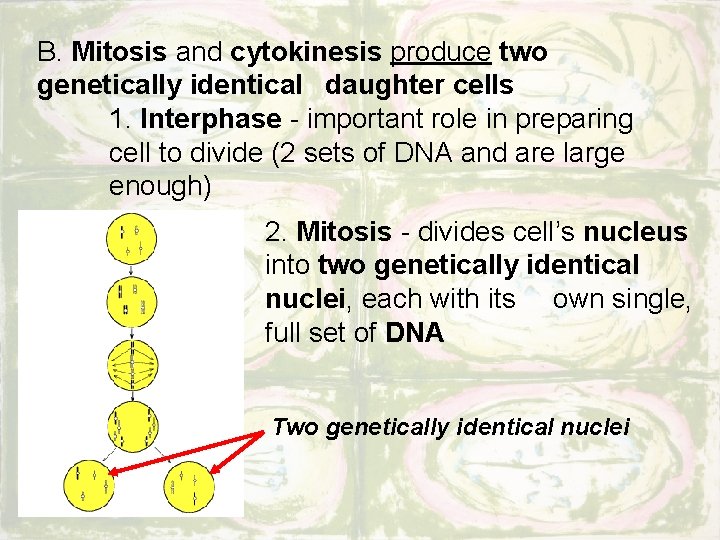 B. Mitosis and cytokinesis produce two genetically identical daughter cells 1. Interphase - important