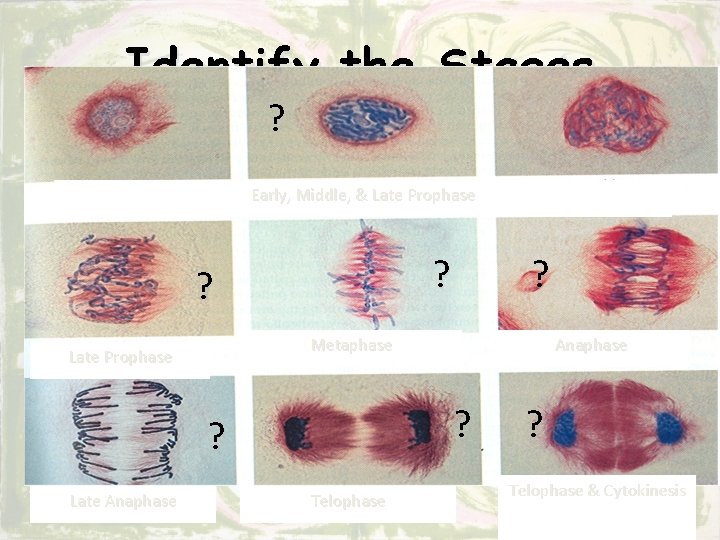Identify the Stages ? Early, Middle, & Late Prophase ? ? Metaphase Late Prophase