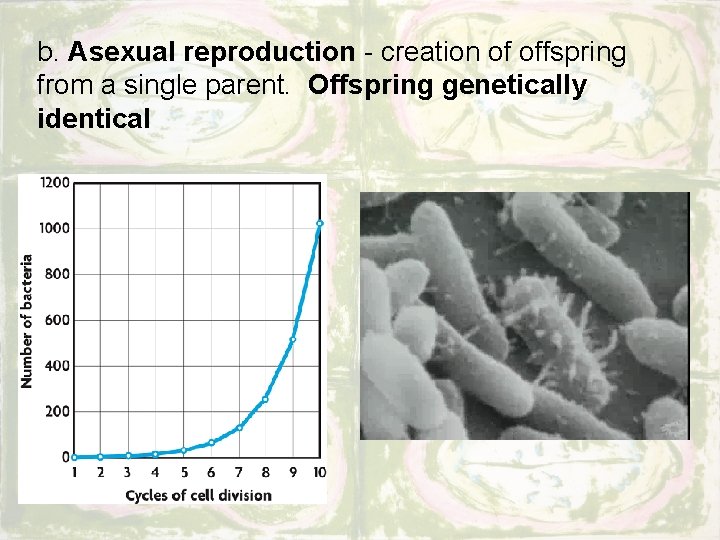 b. Asexual reproduction - creation of offspring from a single parent. Offspring genetically identical