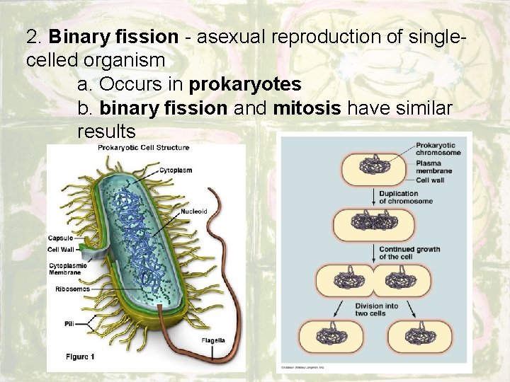 2. Binary fission - asexual reproduction of singlecelled organism a. Occurs in prokaryotes b.