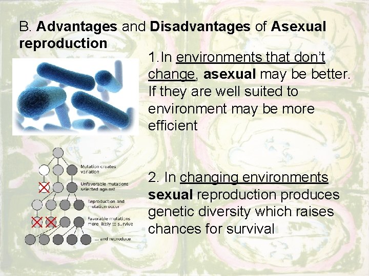 B. Advantages and Disadvantages of Asexual reproduction 1. In environments that don’t change, asexual