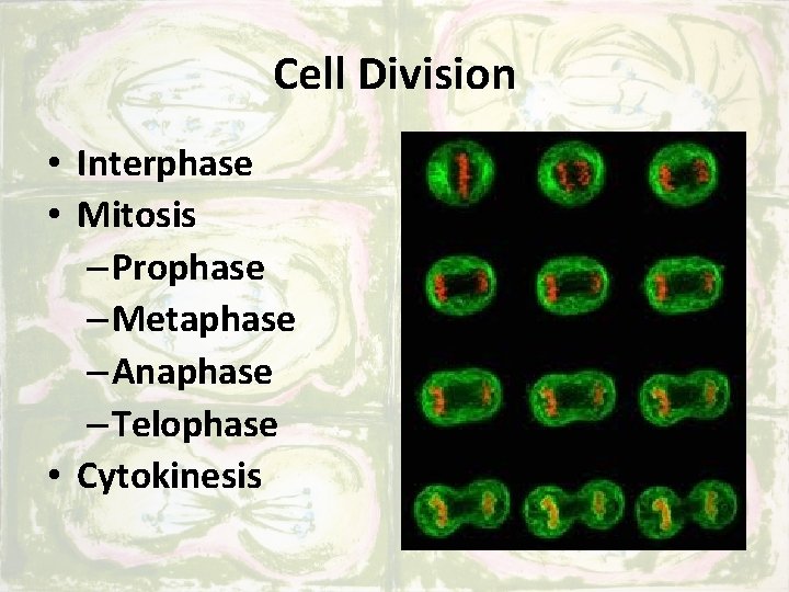 Cell Division • Interphase • Mitosis – Prophase – Metaphase – Anaphase – Telophase