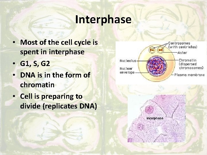 Interphase • Most of the cell cycle is spent in interphase • G 1,