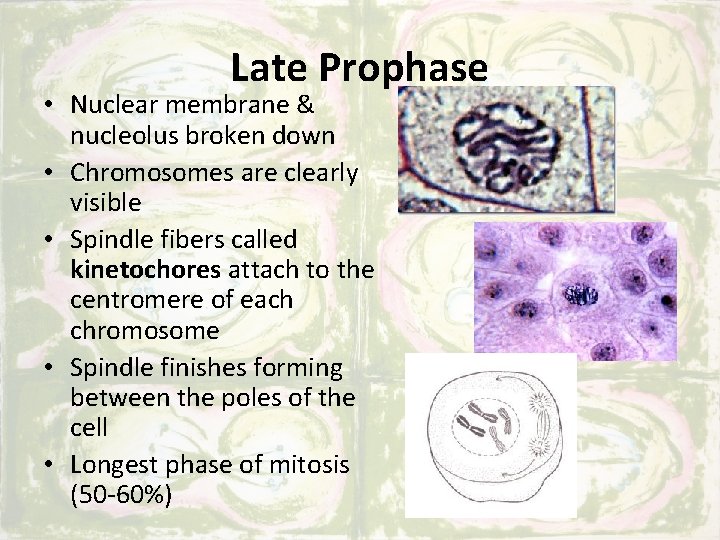 Late Prophase • Nuclear membrane & nucleolus broken down • Chromosomes are clearly visible