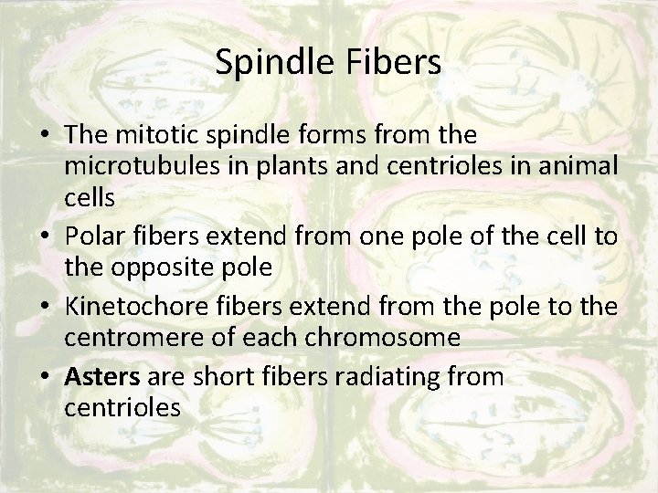 Spindle Fibers • The mitotic spindle forms from the microtubules in plants and centrioles