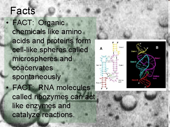 Facts • FACT: Organic chemicals like amino acids and proteins form cell-like spheres called