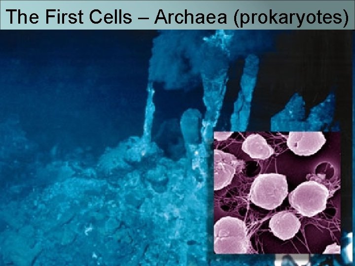 The First Cells – Archaea (prokaryotes) 