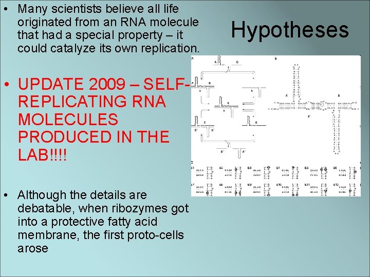  • Many scientists believe all life originated from an RNA molecule that had