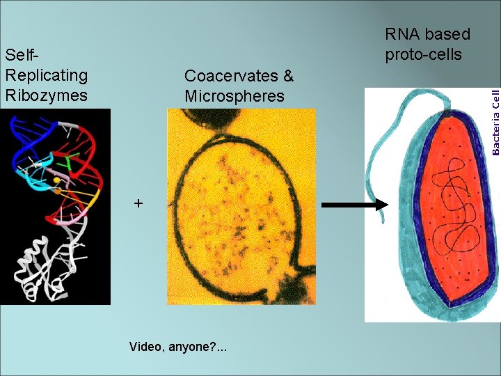 RNA based proto-cells Self. Replicating Ribozymes Coacervates & Microspheres + Video, anyone? . .