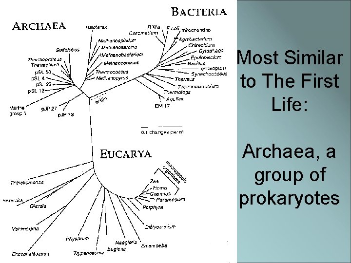 Most Similar to The First Life: Archaea, a group of prokaryotes 