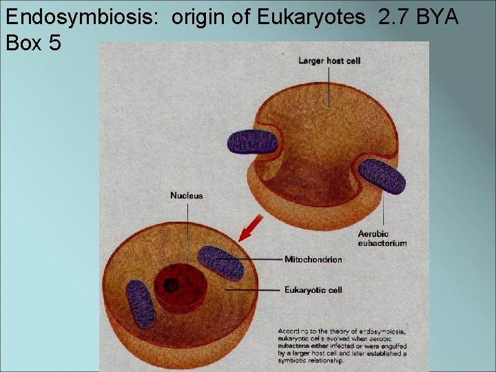 Endosymbiosis: origin of Eukaryotes 2. 7 BYA Box 5 