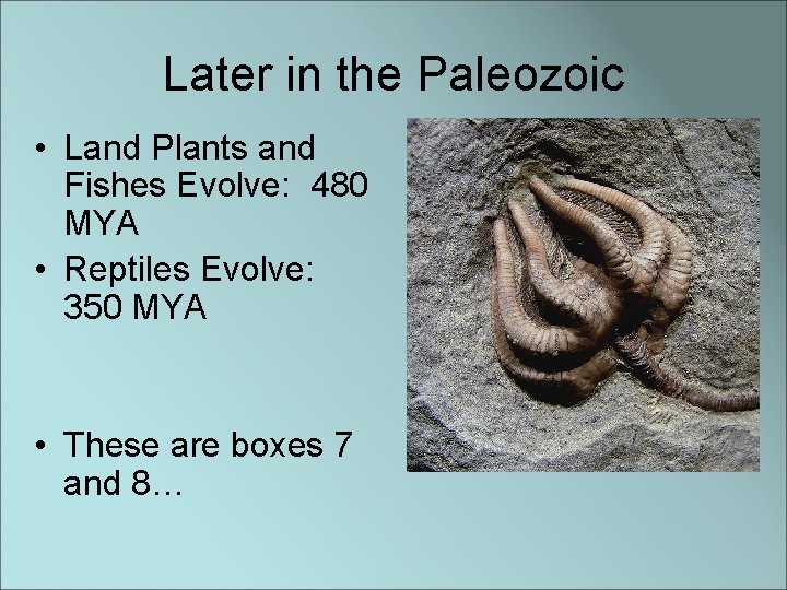 Later in the Paleozoic • Land Plants and Fishes Evolve: 480 MYA • Reptiles