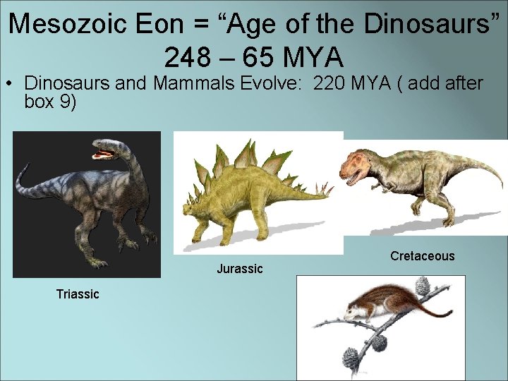 Mesozoic Eon = “Age of the Dinosaurs” 248 – 65 MYA • Dinosaurs and