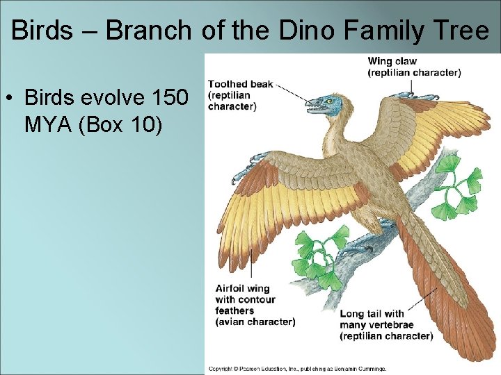 Birds – Branch of the Dino Family Tree • Birds evolve 150 MYA (Box